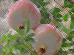 Click here to go to ELBES pictures